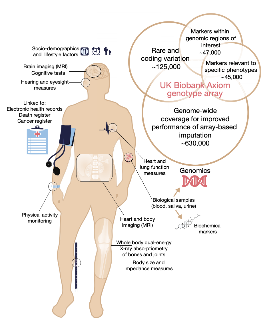 Imputation of low-coverage sequencing data from 150,119 UK Biobank genomes